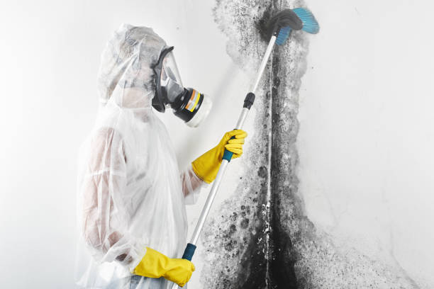 Best Residential Mold Inspection & Testing  in Roslyn Heights, NY