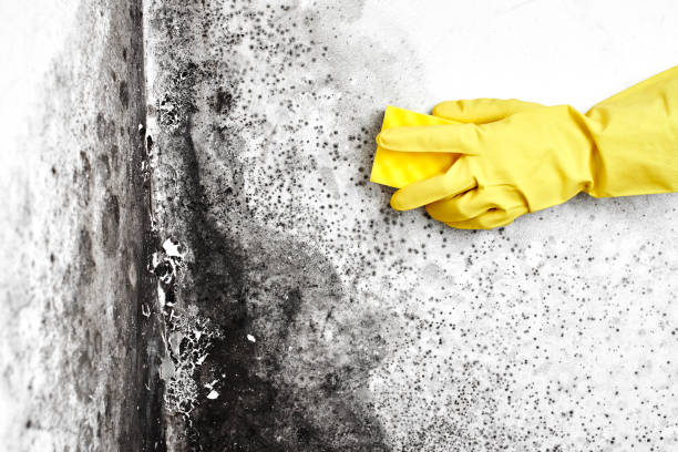 Best Biohazard Mold Removal  in Roslyn Heights, NY